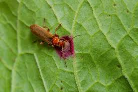 Attēlu rezultāti vaicājumam “Cantharis figurata”