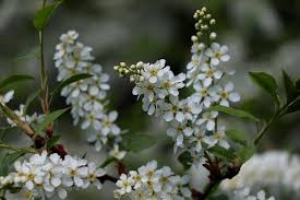 Attēlu rezultāti vaicājumam “Prunus padus var. roseiflora flower”