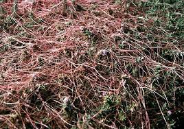 Attēlu rezultāti vaicājumam “Cuscuta epithymum subsp. trifolii flower”