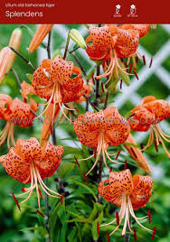 Attēlu rezultāti vaicājumam “Diderma tigrinum young”