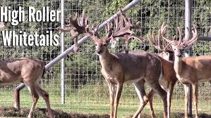 Image result for Big Bucks High Rollers