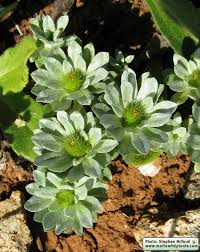 Attēlu rezultāti vaicājumam “Licea pygmaea”