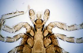 Attēlu rezultāti vaicājumam “Ixodes male”