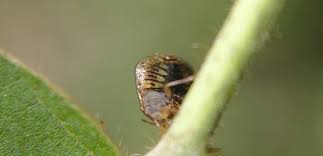 Attēlu rezultāti vaicājumam “Cribraria atrofusca macro”