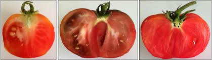 Afbeeldingsresultaat voor bloody butcher tomato