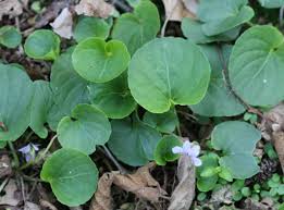 Attēlu rezultāti vaicājumam “Viola palustris”