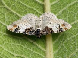 Attēlu rezultāti vaicājumam “Catarhoe cuculata”