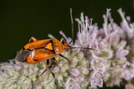 Attēlu rezultāti vaicājumam “Deraeocoris ruber”