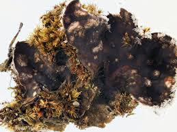 Attēlu rezultāti vaicājumam “Peltigera extenuata”