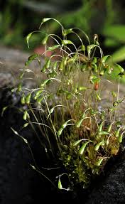 Attēlu rezultāti vaicājumam “Funaria hygrometrica”