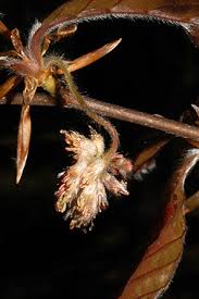 Attēlu rezultāti vaicājumam “Fagus sylvatica male flower”