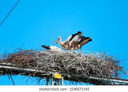 Attēlu rezultāti vaicājumam “Ciconia ciconia juvenile”