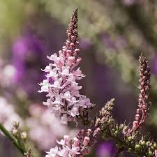 Image result for Linaria purpurea