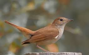 Image result for Luscinia sibilans