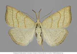 Attēlu rezultāti vaicājumam “Polypogon tentacularius”