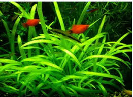 「水蘭」的圖片搜尋結果