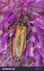 Attēlu rezultāti vaicājumam “Oedemera femorata”