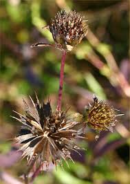 Attēlu rezultāti vaicājumam “Bidens frondosa flower”