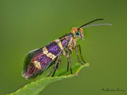 Attēlu rezultāti vaicājumam “Micropterix aureatella”