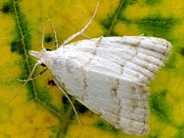 Attēlu rezultāti vaicājumam “Nola aerugula”