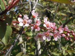 Attēlu rezultāti vaicājumam “Padus avium”