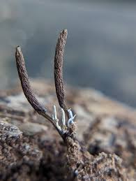 Attēlu rezultāti vaicājumam “Cordyceps stylophora”