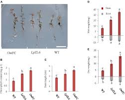 Attēlu rezultāti vaicājumam “Lachnum corticale”