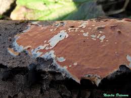 Attēlu rezultāti vaicājumam “Peniophora laurentii”