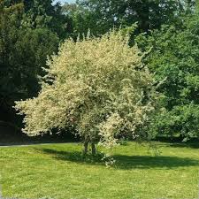 Attēlu rezultāti vaicājumam “Cornus mas”