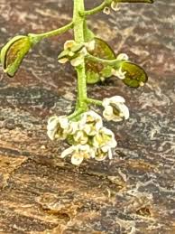 Attēlu rezultāti vaicājumam “Teesdalia nudicaulis”