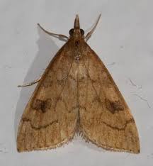 Attēlu rezultāti vaicājumam “Crambidae”