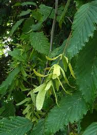 Attēlu rezultāti vaicājumam “Carpinus betulus male flower”