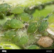 Attēlu rezultāti vaicājumam “Aphis farinosa”