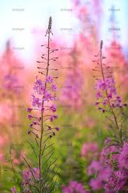 Image result for Weidenröschen