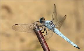 Attēlu rezultāti vaicājumam “Orthetrum brunneum”