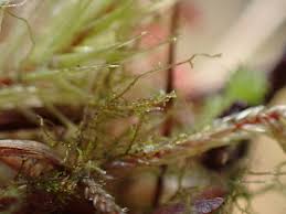 Attēlu rezultāti vaicājumam “Cephaloziella elachista macro”