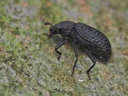 Attēlu rezultāti vaicājumam “Bolitophagus reticulatus imago”