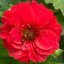 Attēlu rezultāti vaicājumam “Galium rivale leaf”