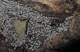 Attēlu rezultāti vaicājumam “Arcyria cinerea stalked”