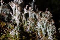 Attēlu rezultāti vaicājumam “Cladonia phyllophora”