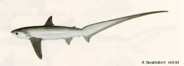 Image result for Alopias pelagicus