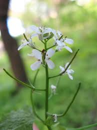 Attēlu rezultāti vaicājumam “Alliaria petiolata flower”