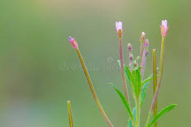 Attēlu rezultāti vaicājumam “Epilobium palustre”