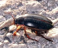 Attēlu rezultāti vaicājumam “Dytiscus dimidiatus”