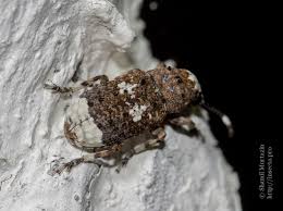 Attēlu rezultāti vaicājumam “Platystomos albinus”