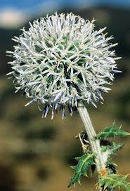 Attēlu rezultāti vaicājumam “Echinops sphaerocephalus flower”