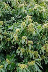 Attēlu rezultāti vaicājumam “Castanea sativa  leaf”