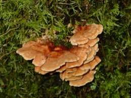 Attēlu rezultāti vaicājumam “Antrodiella”