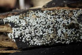 Attēlu rezultāti vaicājumam “Lasiosphaeria ovina”