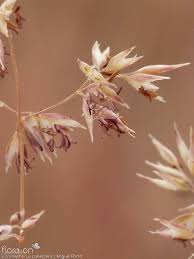 Attēlu rezultāti vaicājumam “Corynephorus canescens flower”